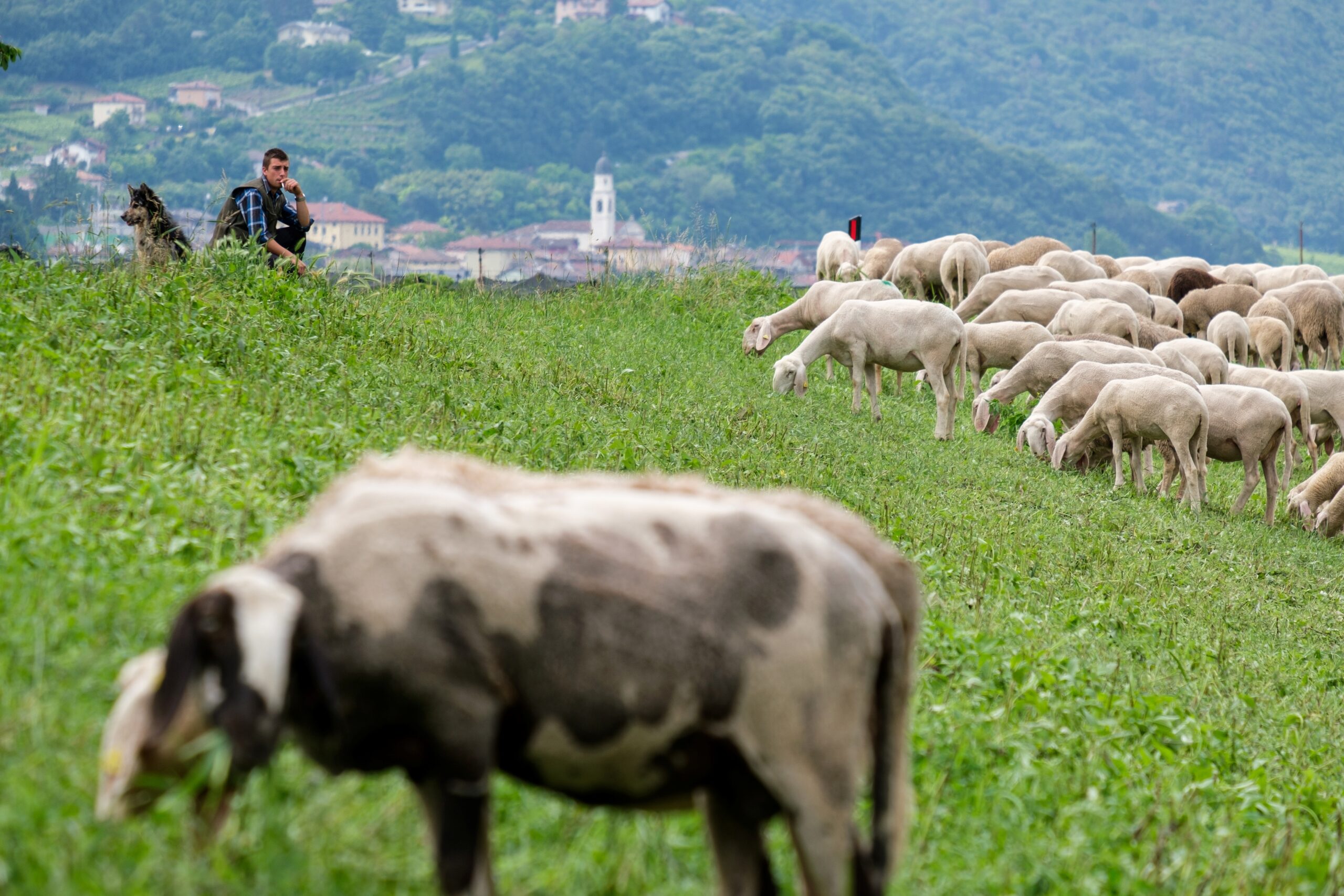 Viaggio nella transumanza sull’Adige